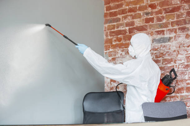 Best Basement Mold Removal  in Pu, HI